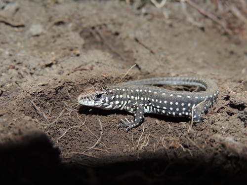 Contomastix vacariensis