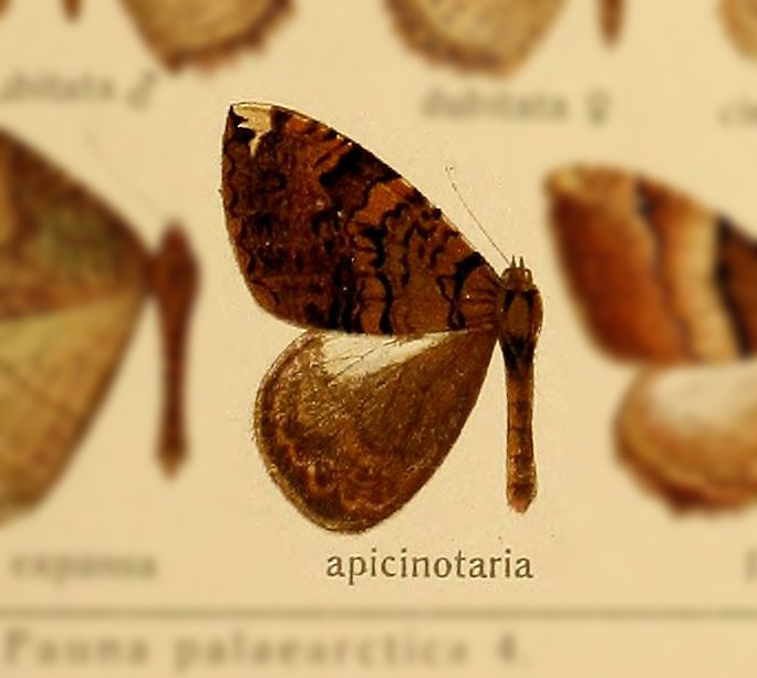 Photoscotosia apicinotaria