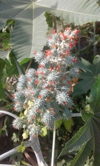 Ricinus communis