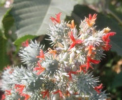 Ricinus communis