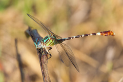 Erpetogomphus eutainia
