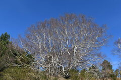 (c) Ruben Ciantia, some rights reserved (CC BY) Betula pendula pendula