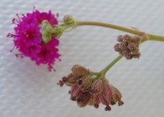 Boerhavia coccinea