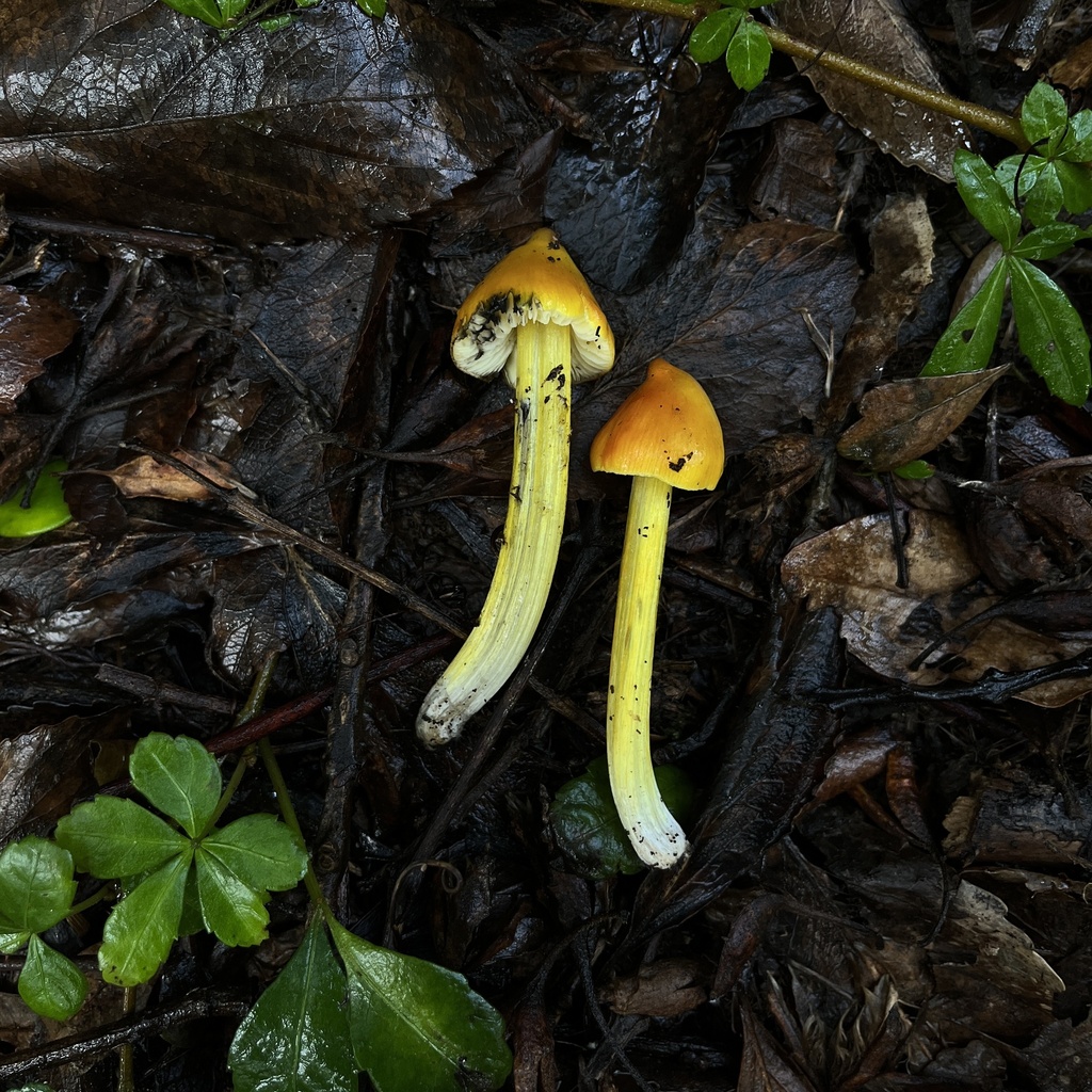 Hygrocybe conica · April 2023 · photo: © cristianriquelme (iNaturalist, cc-by)