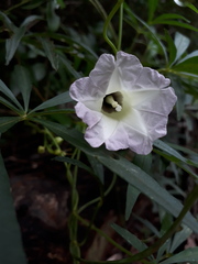 Ipomoea heterodoxa