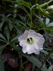 Ipomoea heterodoxa