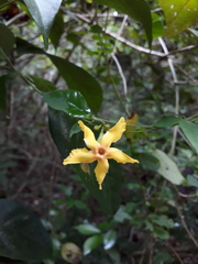 Mandevilla subsagittata