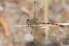Erpetogomphus eutainia