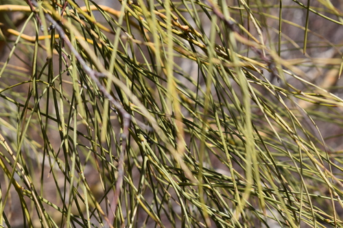 Image of Genista etnensis by (c) Ruben Ciantia, some rights reserved (CC BY)