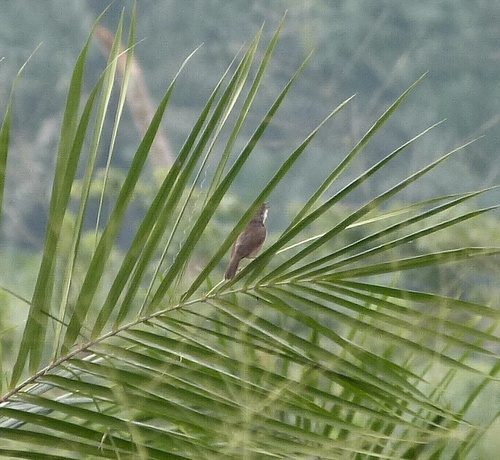 iNaturalist image