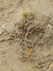 Pterocactus tuberosus