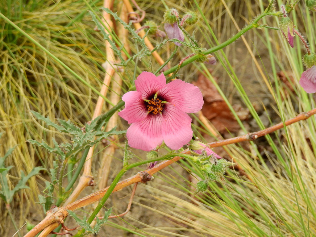 Lecanophora