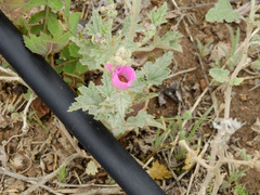 Sphaeralcea mendocina