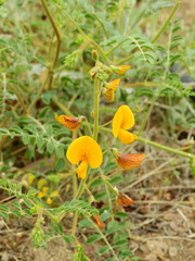 Adesmia grandiflora