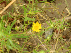 Grindelia pulchella