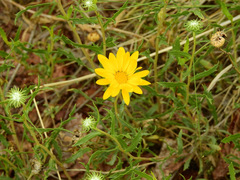 Grindelia pulchella