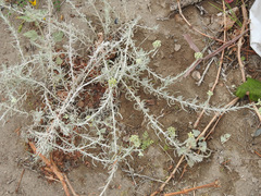 Senecio filaginoides