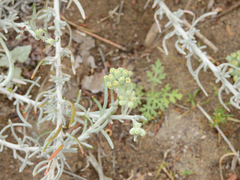 Senecio filaginoides
