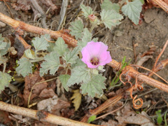 Sphaeralcea mendocina