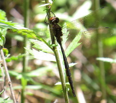 Somatochlora linearis