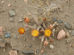 Pterocactus tuberosus