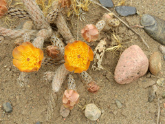 Pterocactus tuberosus