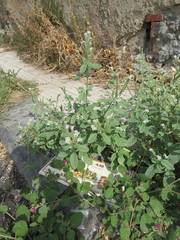 Heliotropium europaeum