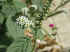 Heliotropium europaeum