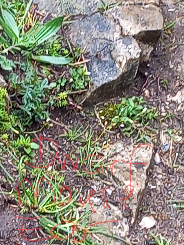 Dwarf Mouse-ear from Clifton, Bristol, UK on April 1, 2023 at 11:31 AM ...