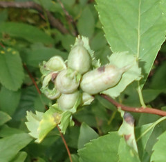 Dasineura salicifoliae