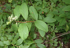 Dasineura salicifoliae