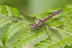Ophiogomphus colubrinus