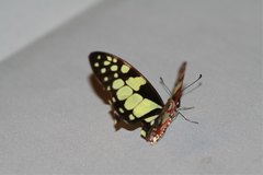 Graphium cyrnus
