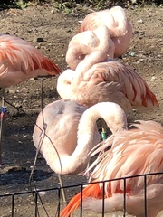 Phoenicopteriformes