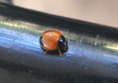 Exochomus marginipennis