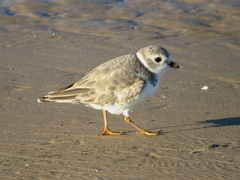 Charadrius melodus