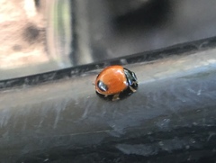 Exochomus marginipennis