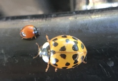 Exochomus marginipennis