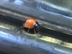 Exochomus marginipennis