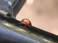 Exochomus marginipennis