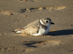 Charadrius melodus