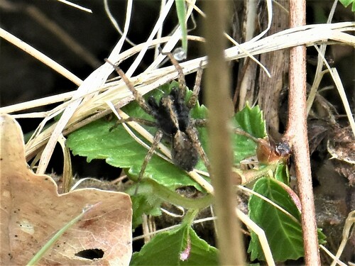 Spotted Wolf Spider, Nijmegen-Midden, Nijmegen, Nederland, photo 7 of 10