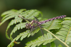 Ophiogomphus colubrinus
