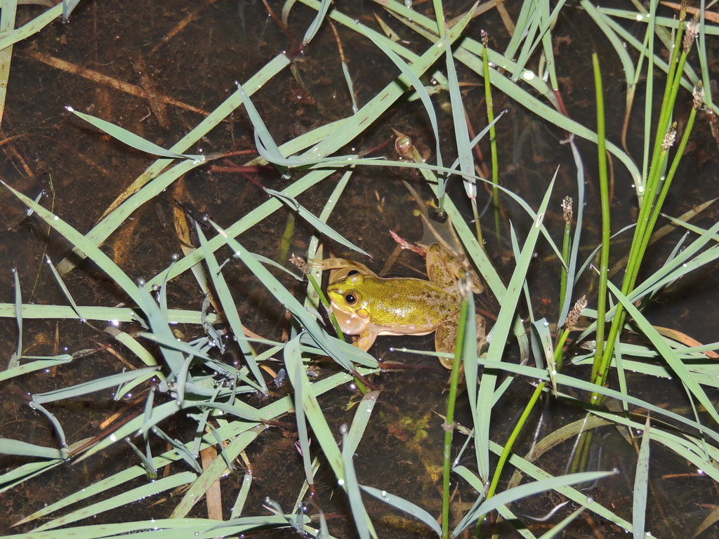 Cardoso's Swimming Frog