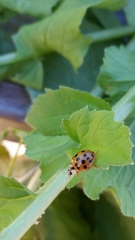 Harmonia axyridis