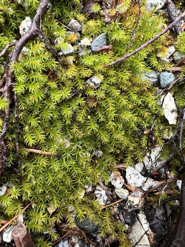 Oligotrichum aligerum