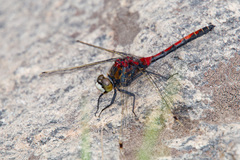 Leucorrhinia borealis