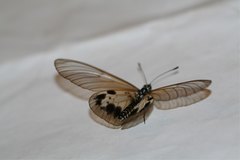 Acraea dammii