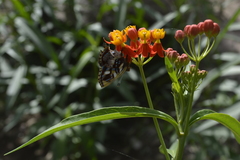 Anteros carausius carausius