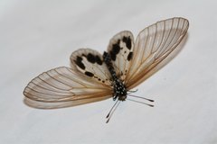 Acraea dammii